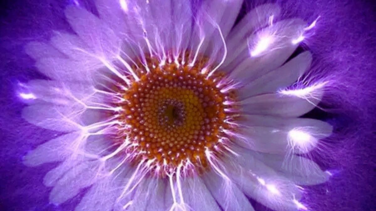 Kirlian Tekniği: Enerji Alanlarının Görselleştirilmesi