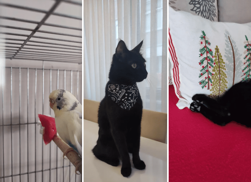 Farkındalık Yorucuysa, Bir Kediye Sarıl